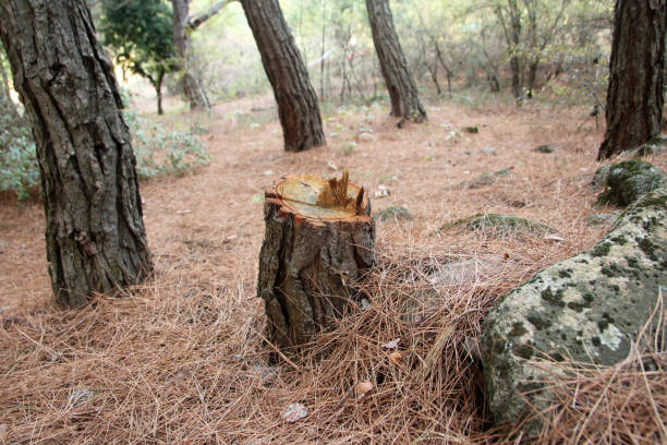 Best Tree Disease Treatment  in Bray, OK